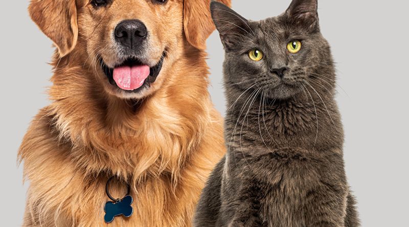 Embrace Pet Insurance: Is the Healthy Pet Deductible Worth It?