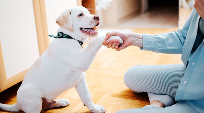 Nationwide Pet Insurance: A Complete Guide to Coverage, Cost, and Whether It's Right for Your Pet