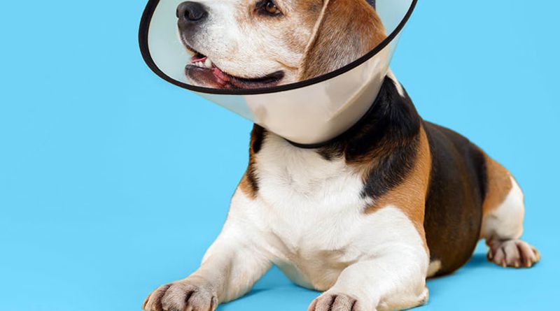 Nationwide Pet Insurance : Is It Worth It in 2026?