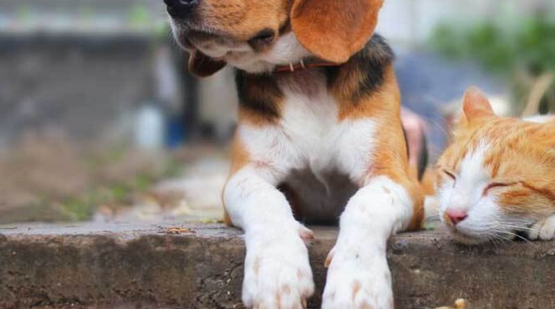 Spot Pet Insurance: Is It Worth the Monthly Premium?